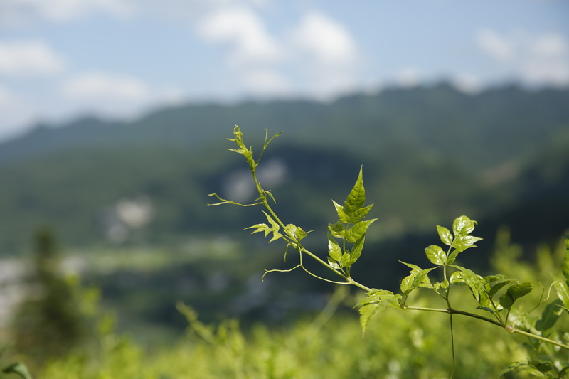 Top Vine Tea Extract Manufacturers and Suppliers in Spain