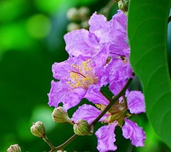 Banaba Leaf Extract Manufacturers