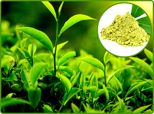 Top Green Tea Extracts Manufacturers and Suppliers in Ottawa