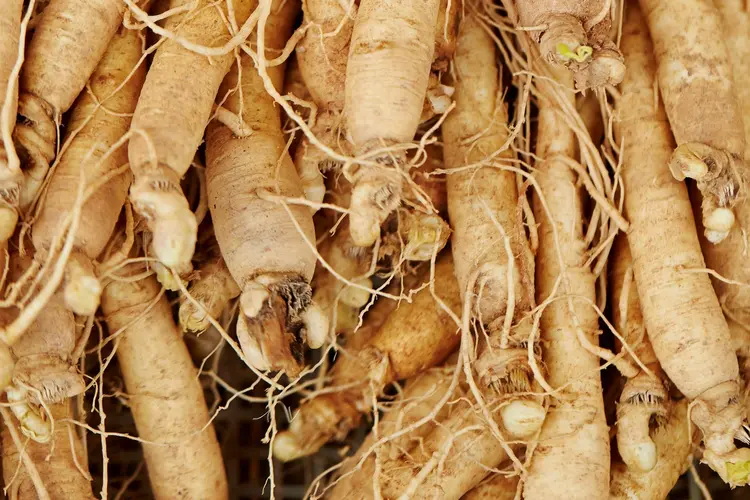 Siberian Ginseng Extract Siberian Ginseng Extract