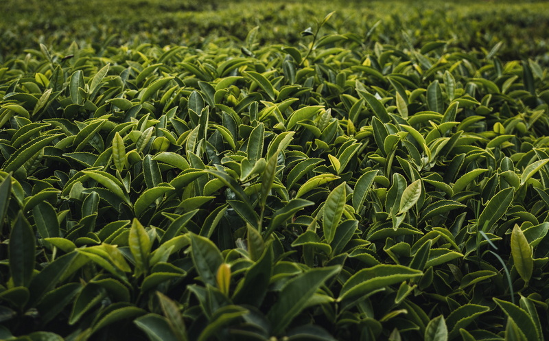 Top Green Tea Extracts Manufacturers in Japan Top Green Tea Extracts Manufacturers in Japan