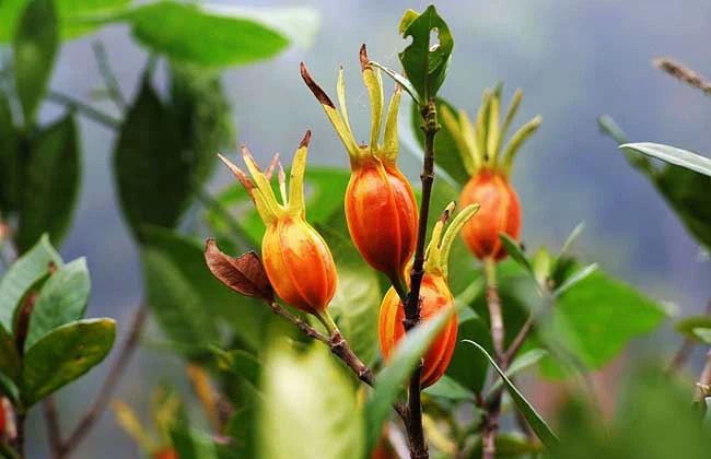 Gardenia Extract Gardenia Extract