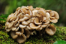 Maitake Powder Extract Maitake Powder Extract