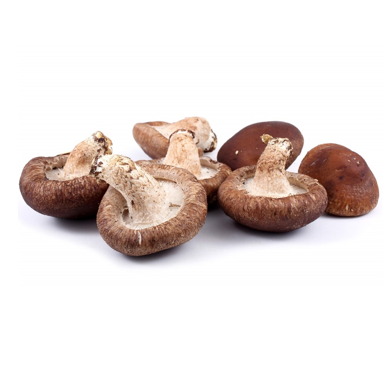 Shiitake Extract Polysaccharides image