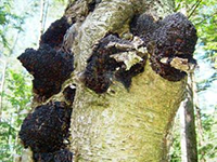 Chaga Mushroom Polysaccharides