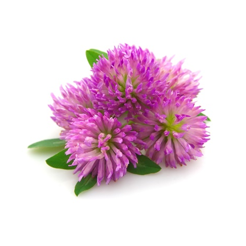 Red Clover Extract Isoflavones image