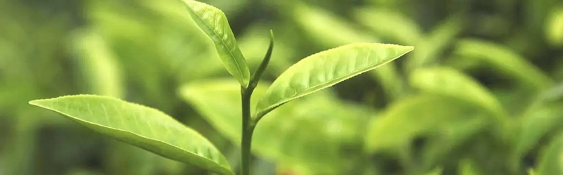 Apply Green Tea Extract To Genital Warts_1 Apply Green Tea Extract To Genital Warts_1