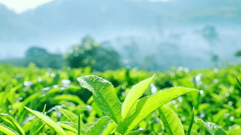 What Is A Safe Amount of Green Tea Extract