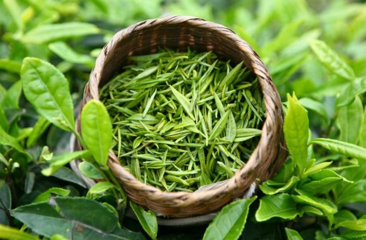 green tea extract_7 green tea extract_7