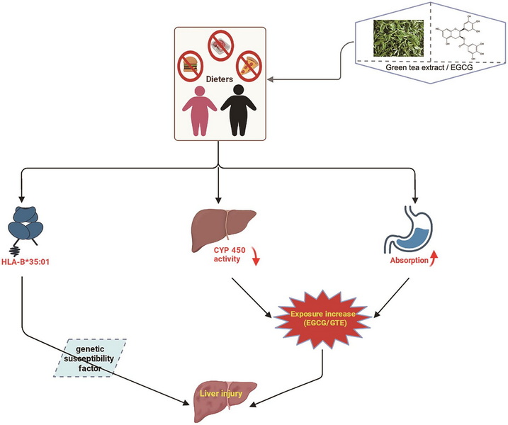 Does Green Tea Extract Harm The Liver-_1 Does Green Tea Extract Harm The Liver-_1
