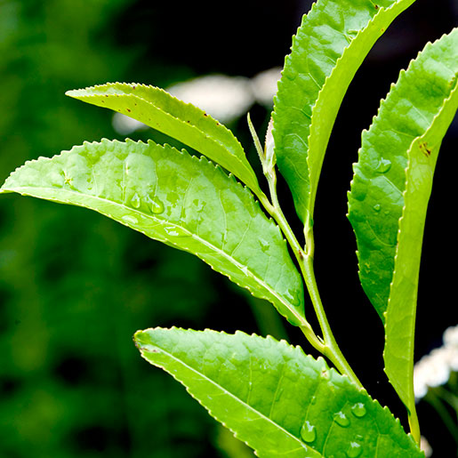 green tea extract_4_4 green tea extract_4_4