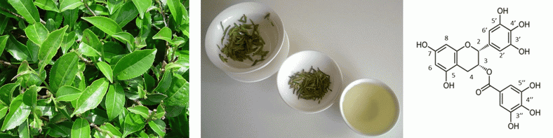 can green tea extract cause damage to your kidneys_1 can green tea extract cause damage to your kidneys_1