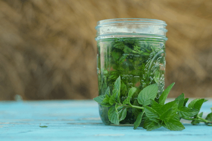 How To Make Your Own Green Tea Extract-_1 How To Make Your Own Green Tea Extract-_1