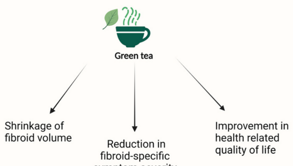 How Much Green Tea Extract for Fibroids？