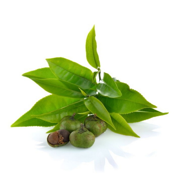 Green Tea Seed Green Tea Seed