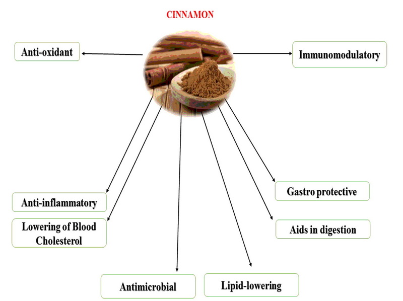 What Are The Benefits of Cinnamon Zeylanicum Bark Extract And Powder?