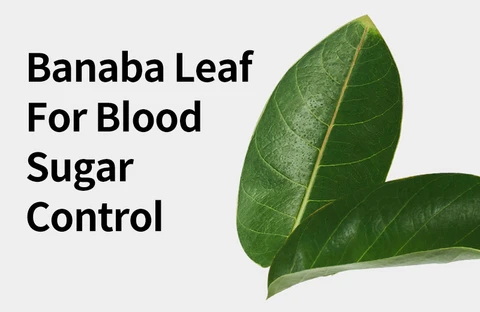 What Is Banaba Leaf Extract Used For
