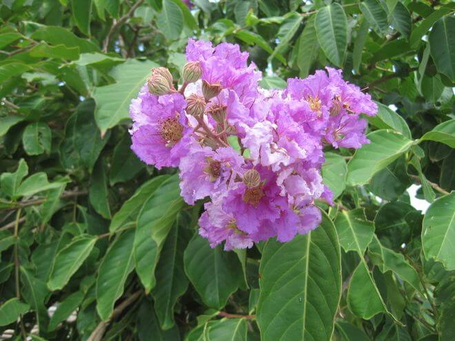 How Does Banaba Leaf Extract Supplement Support Blood Sugar Control How Does Banaba Leaf Extract Supplement Support Blood Sugar Control