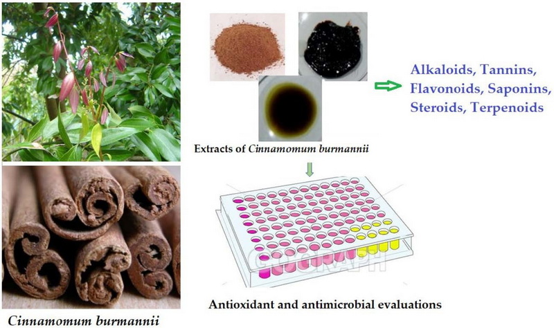 Does Cinnamon Bark Oil Extract Have Antioxidant Properties Does Cinnamon Bark Oil Extract Have Antioxidant Properties