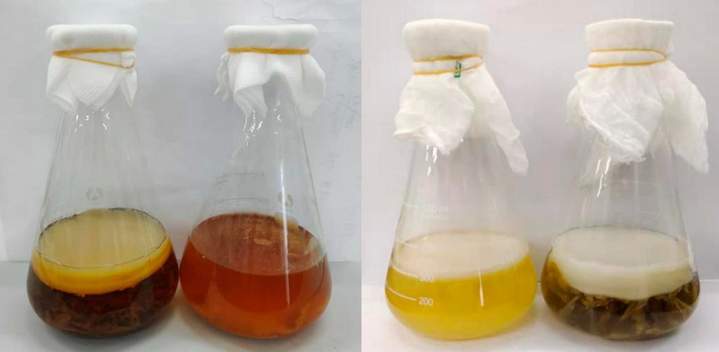 Will Green Tea Extract Increase Brewers Yeast Growth Will Green Tea Extract Increase Brewers Yeast Growth