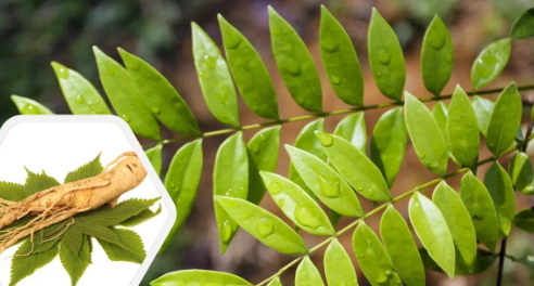 How Does Tongkat Ali Extract Impact Cognitive Function How Does Tongkat Ali Extract Impact Cognitive Function