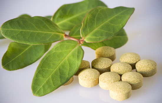 What The Lds Church Green Tea Extract