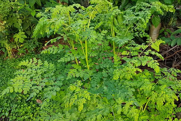 Moringa Leaf Extract Moringa Leaf Extract