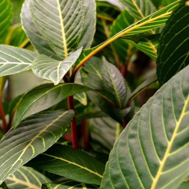Panax Notoginseng Folium Extract image