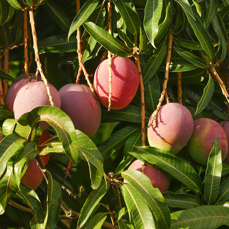 Mango Leaf Extract image