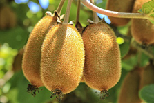 Kiwi Fruit Powder Extract Kiwi Fruit Powder Extract