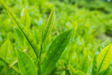 Green Tea L-Theanine 60%1 Green Tea L-Theanine 60%1