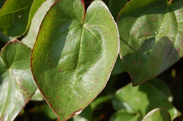 Epimedium Powder Extract