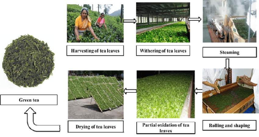 Green Tea Extract149