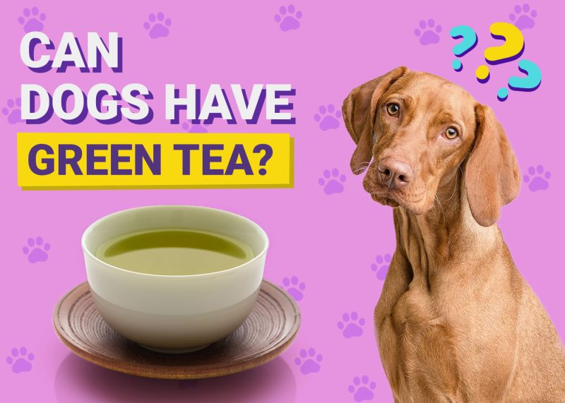 d3d7e1e579a3f703157a240d298ee53d_Dogster-Can-Dogs-Have-Green-Tea-800x571 d3d7e1e579a3f703157a240d298ee53d_Dogster-Can-Dogs-Have-Green-Tea-800x571