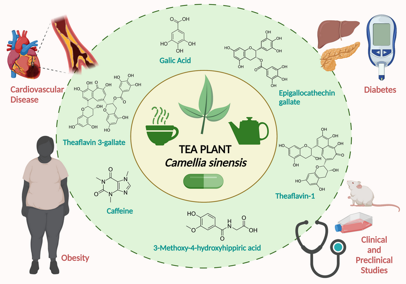 can green tea extract cause blood clots_3 can green tea extract cause blood clots_3
