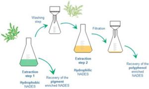 how to extract polyphenols from green tea_1