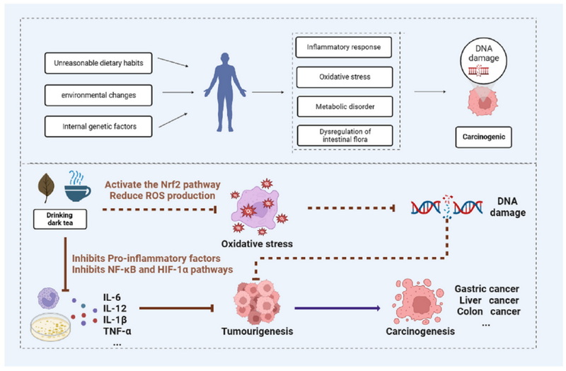Does Green Tea Extract Kill Cancerous Monocytes_1