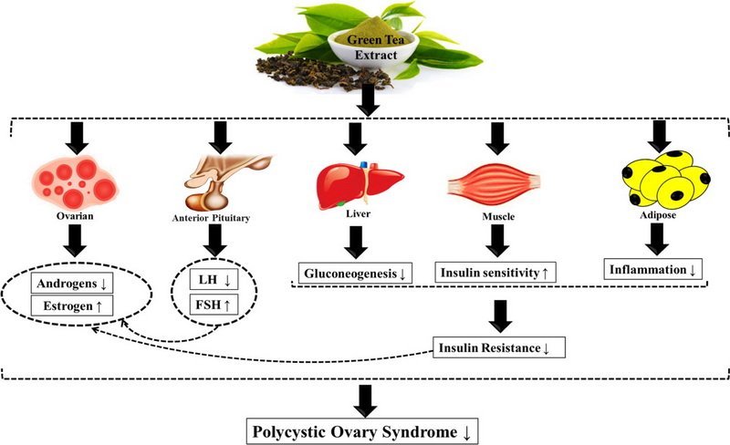 Does Green Tea Extract Lower Testosterone_3
