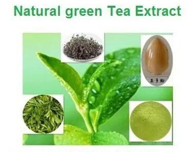 Green Tea Extract 5 Green Tea Extract 5