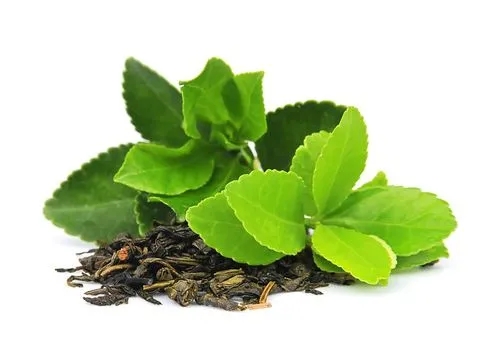 Green Tea Extract 2 Green Tea Extract 2