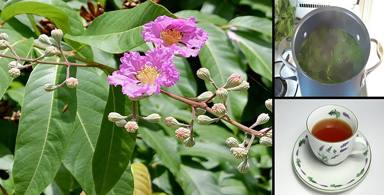 Does Banaba Leaf Extract Lower Blood Sugar To The Point of Hypoglycemia Does Banaba Leaf Extract Lower Blood Sugar To The Point of Hypoglycemia