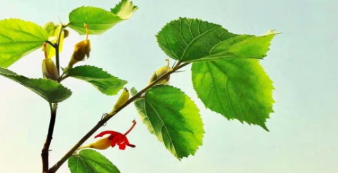 What Are The Benefits of Combining Vanadium, Purslane, Gymnema Sylvestre, And Banaba Leaf Extract What Are The Benefits of Combining Vanadium, Purslane, Gymnema Sylvestre, And Banaba Leaf Extract