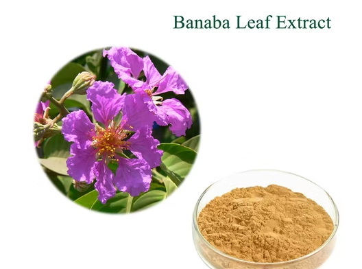Can Banaba Leaf Extract Enhance The Efficacy of Dietary Supplements