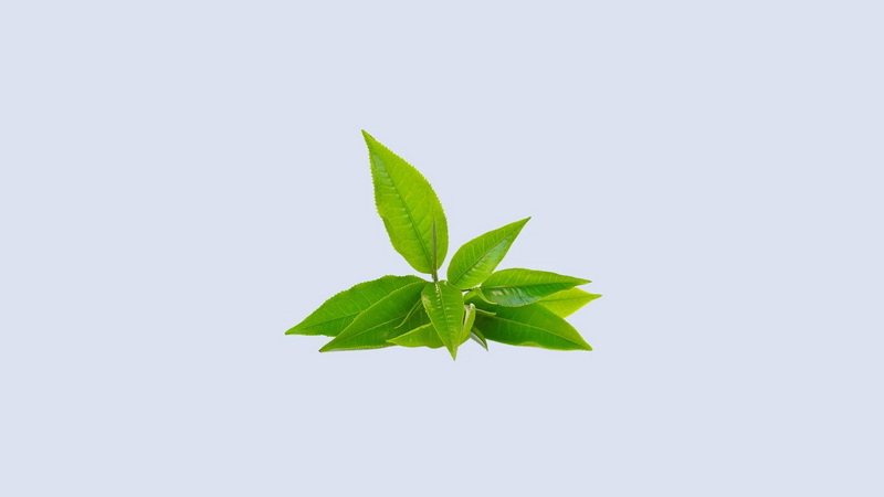 How Does Green Tea L-Theanine 60% Compare to Bacopa Monnieri for Brain Health