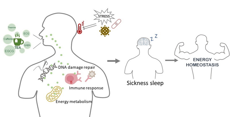 Will Green Tea Leaf Extract Affect Sleep Will Green Tea Leaf Extract Affect Sleep