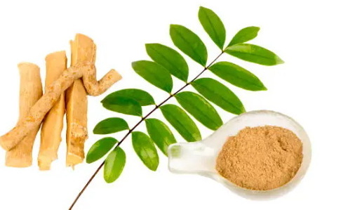 What Makes Top Tongkat Ali Extract Makers Stand Out From The Competition What Makes Top Tongkat Ali Extract Makers Stand Out From The Competition