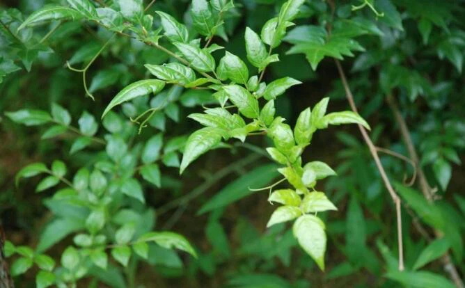 Top Vine Tea Extract Manufacturers and Suppliers in Portugal
