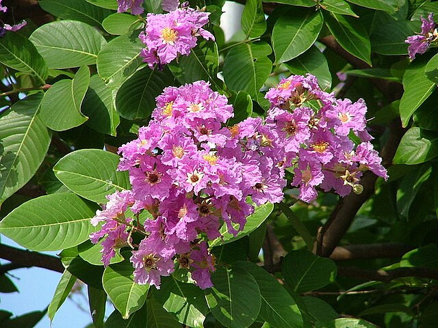 Banaba Leaf Extract Factory Banaba Leaf Extract Factory
