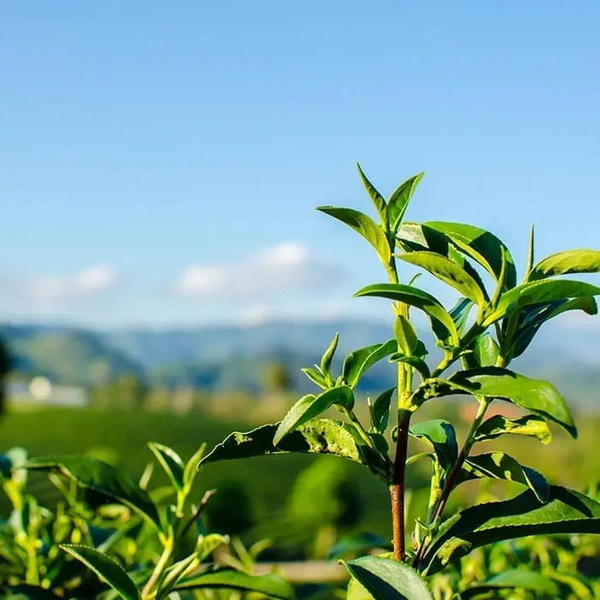 Green Tea Green Tea