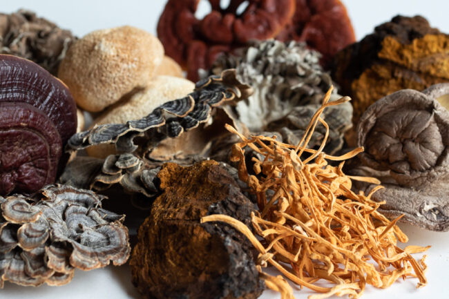 High Quality Mushroom Extracts High Quality Mushroom Extracts